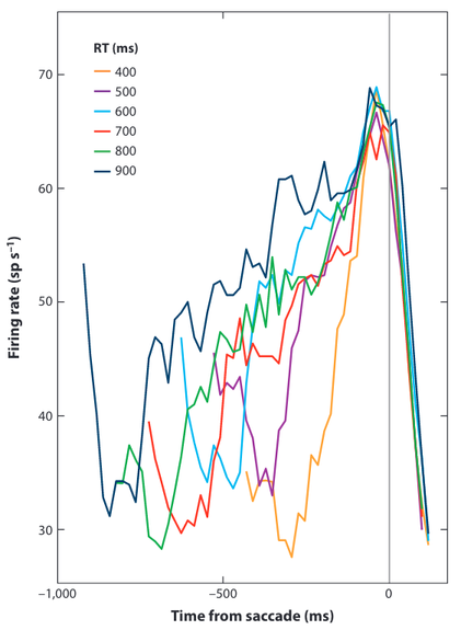 Firing rate in monkeys