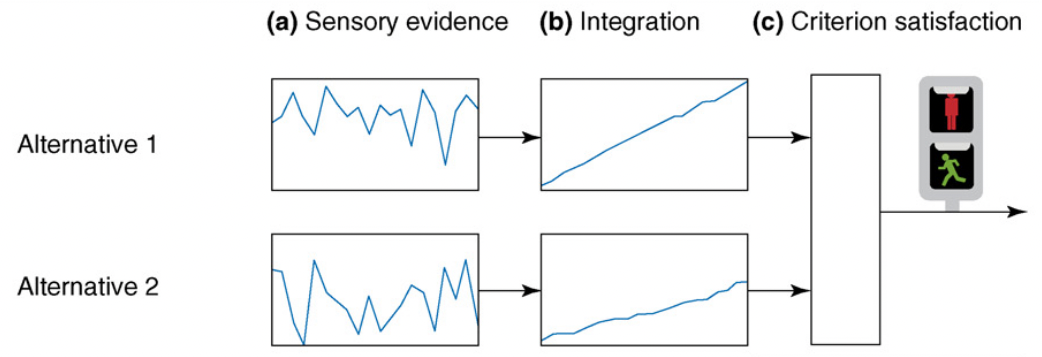 Cognitive processes of decision-making