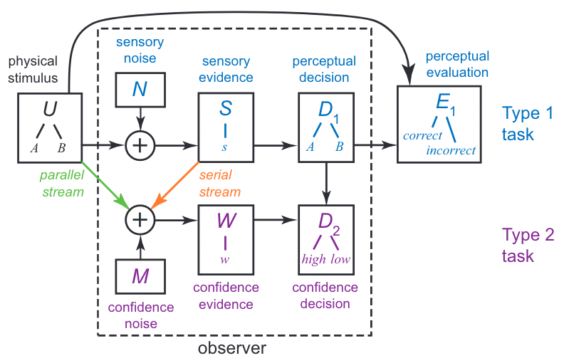 Flow of information for a perceptual task