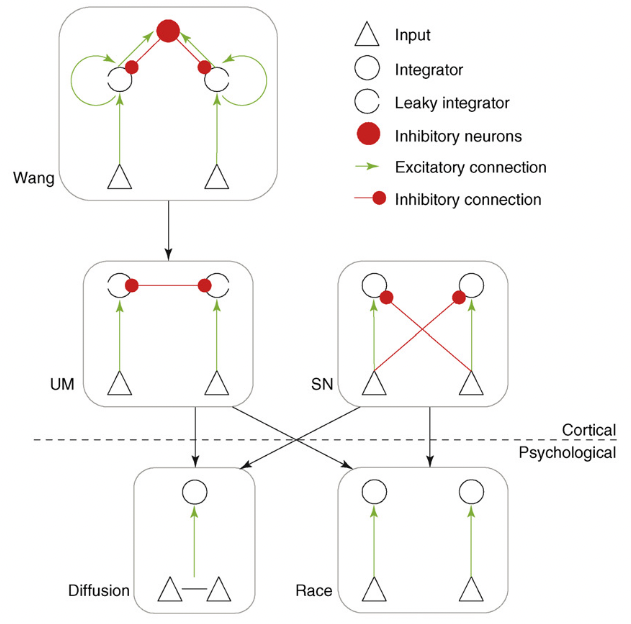 DDM & cortical models